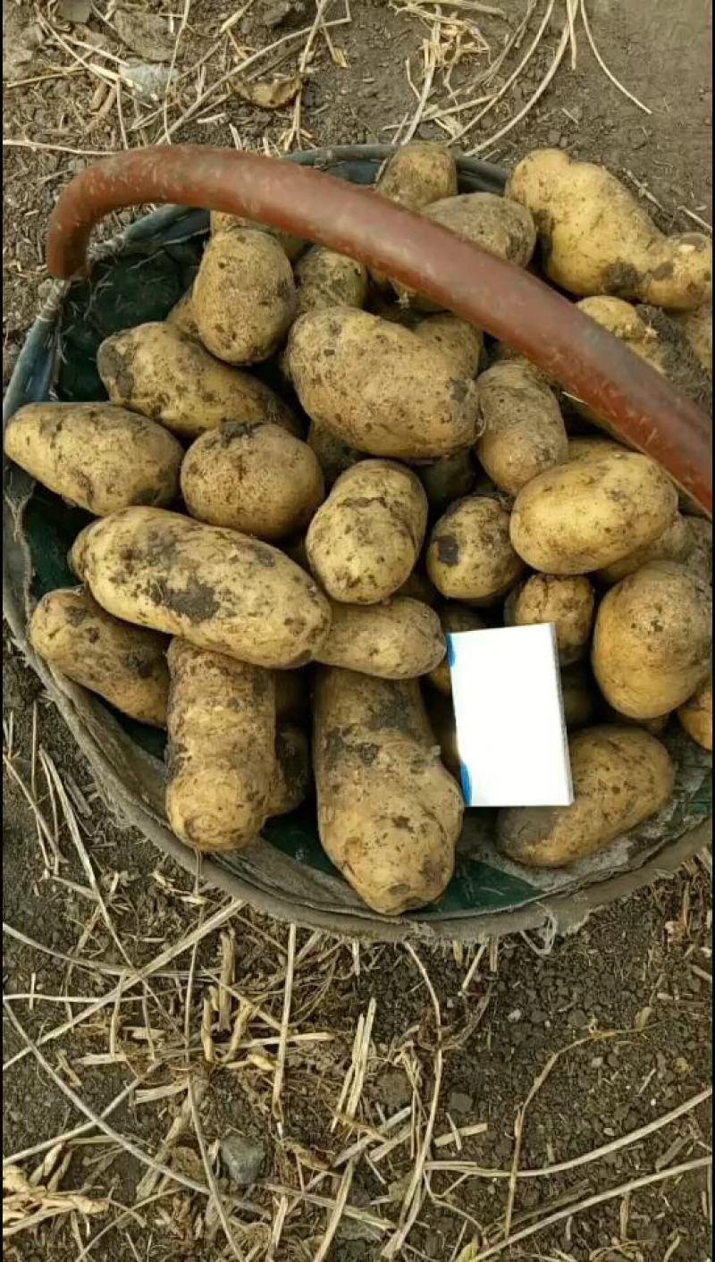《原产地》黑龙江荷兰十五土豆种子荷兰806种子荷兰七种子
