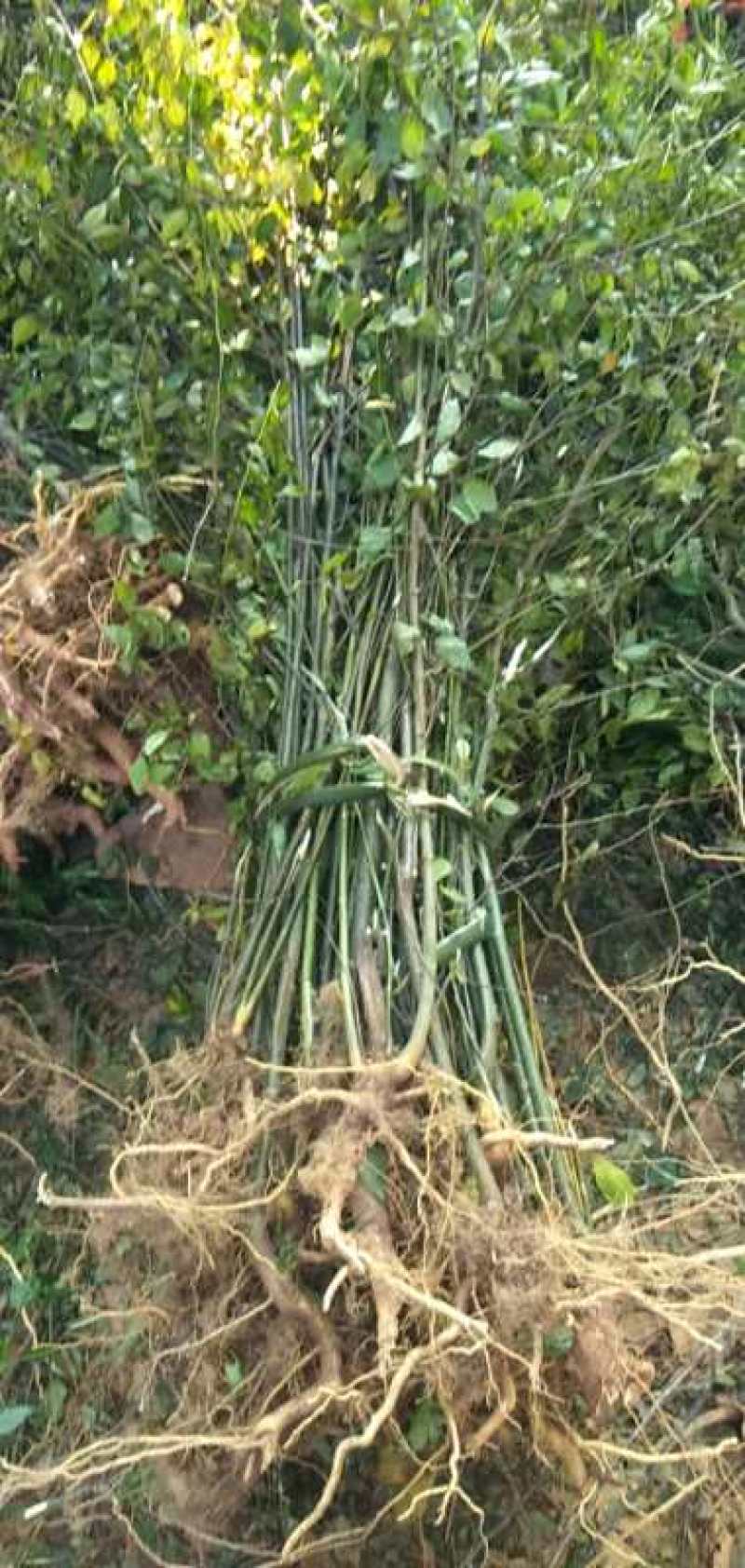 中国江西主产区正宗尖叶岗梅苗岗梅种苗大苗小苗便宜了