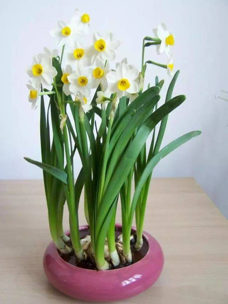 水仙花种球水养室内花种子秋冬季水培植物水仙球重瓣水仙
