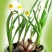 水仙花种球水养室内花种子秋冬季水培植物水仙球重瓣水仙