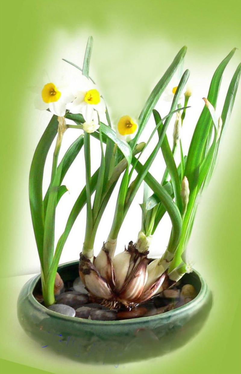 水仙花种球水养室内花种子秋冬季水培植物水仙球重瓣水仙