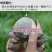 水仙花种球水养室内花种子秋冬季水培植物水仙球重瓣水仙