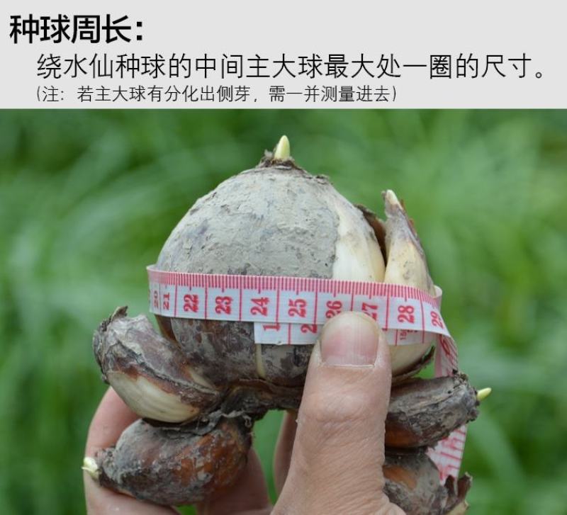 水仙花种球水养室内花种子秋冬季水培植物水仙球重瓣水仙