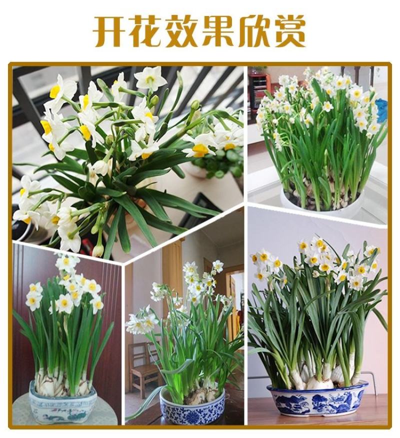 水仙花种球水养室内花种子秋冬季水培植物水仙球重瓣水仙