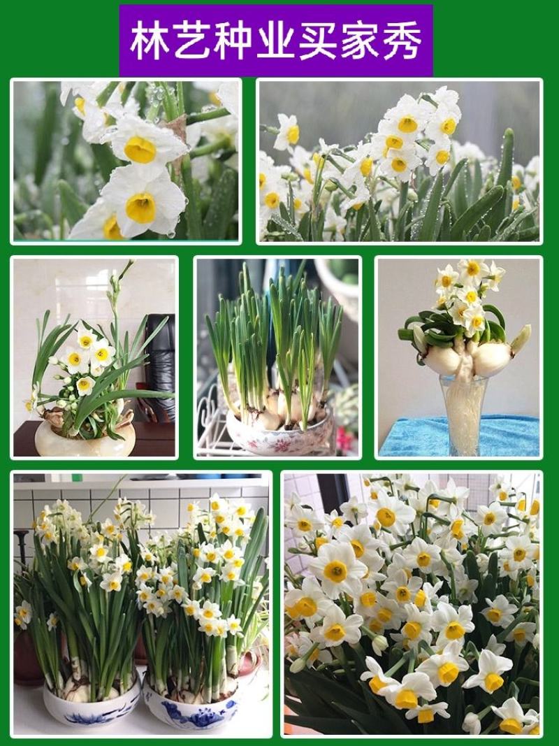 水仙花种球水养室内花种子秋冬季水培植物水仙球重瓣水仙