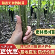 杨树苗速生苗无絮南林杨树苗3804百亩基地实地考