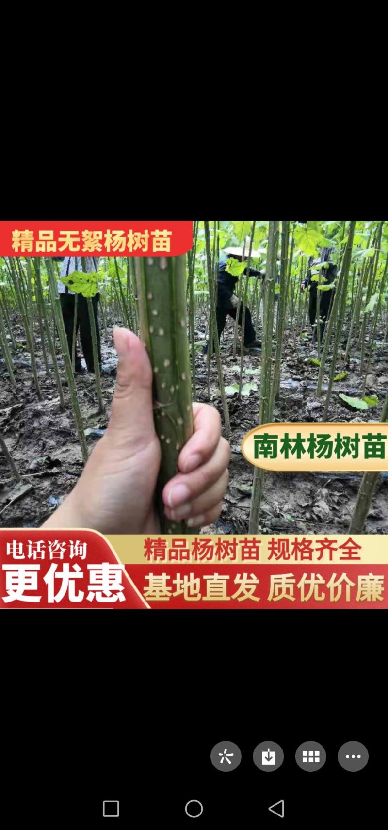杨树苗速生苗无絮南林杨树苗3804百亩基地实地考