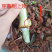 新鲜甜象草种节现砍现发种苗