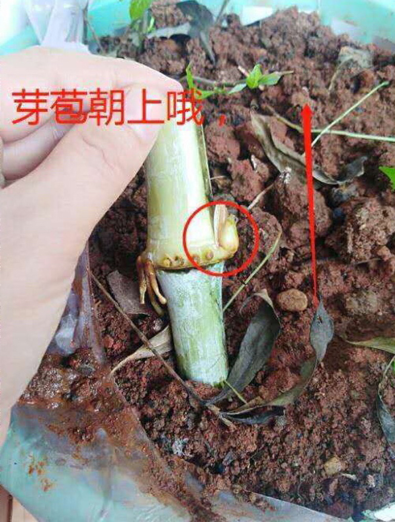 新鲜甜象草种节现砍现发种苗