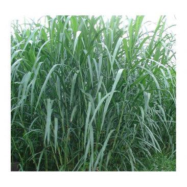 新鲜甜象草种节现砍现发种苗