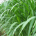 新鲜甜象草种节现砍现发种苗
