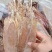 鱿鱼干，淡干产地直发盐干淡干不包运费