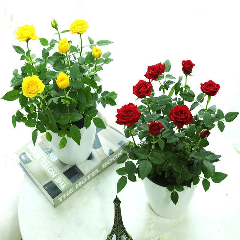 玫瑰花盆栽玫瑰花苗花卉四季开花欧洲月季带花苞蔷薇室内外阳