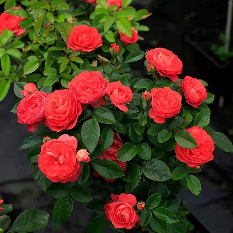 玫瑰花盆栽玫瑰花苗花卉四季开花欧洲月季带花苞蔷薇室内外阳