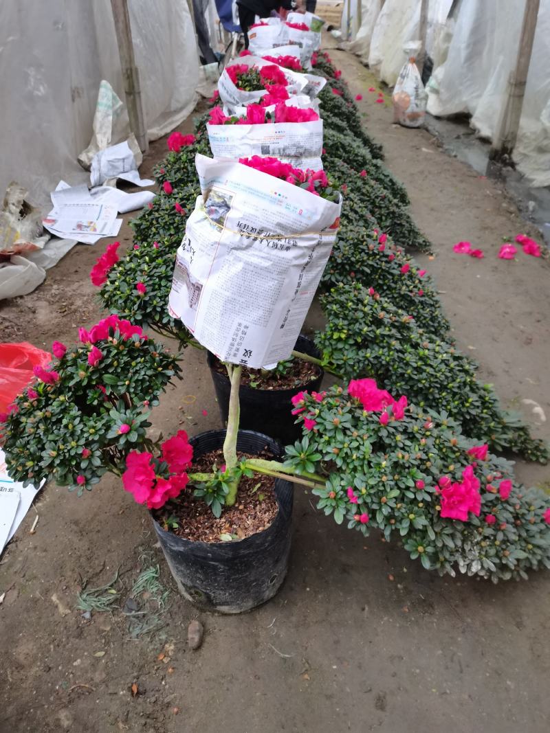 百合招财进宝杜鹃杜花鹃杜鹃花带花苞盆栽阳台植