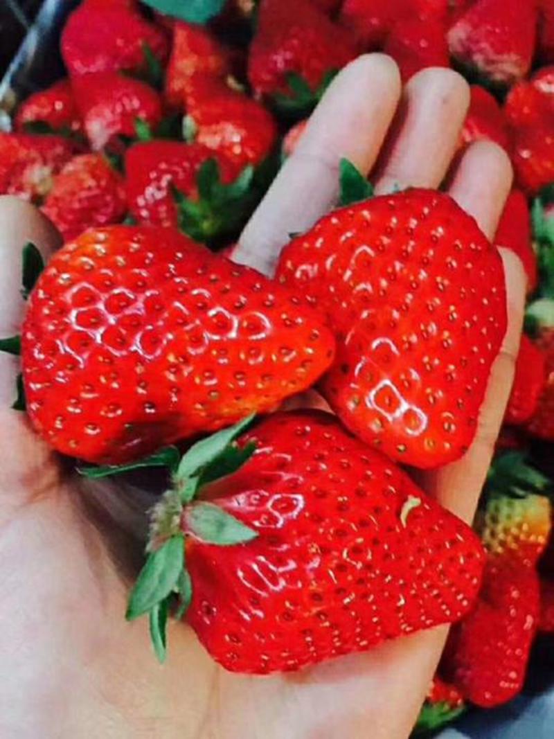 香甜可口的奶油草莓，莓农自销。十一月底和大家见面