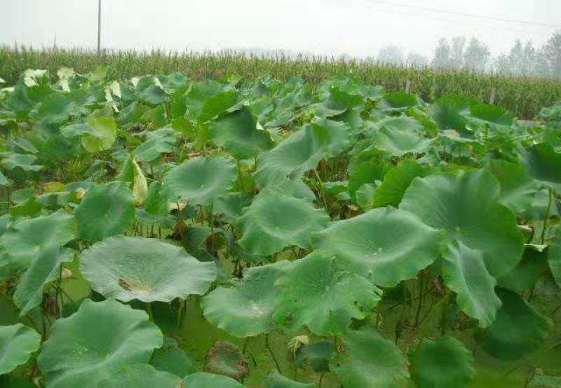 食用藕苗观赏藕苗荷花苗浅水藕种根莲藕种深水藕种高产食用莲