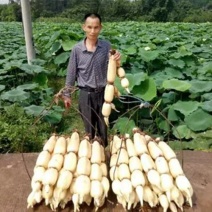 食用藕苗观赏藕苗荷花苗浅水藕种根莲藕种深水藕种高产食用莲