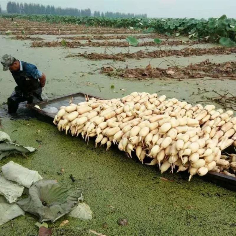 食用藕苗观赏藕苗荷花苗浅水藕种根莲藕种深水藕种高产食用莲