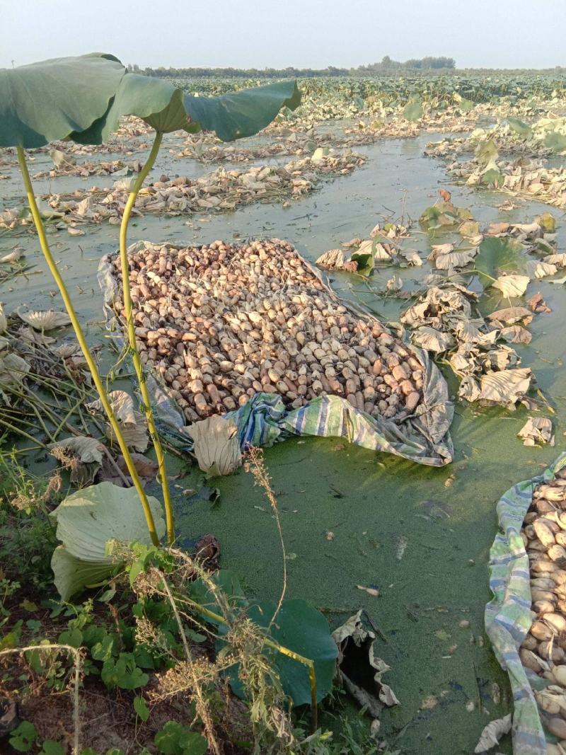 食用藕苗观赏藕苗荷花苗浅水藕种根莲藕种深水藕种高产食用莲