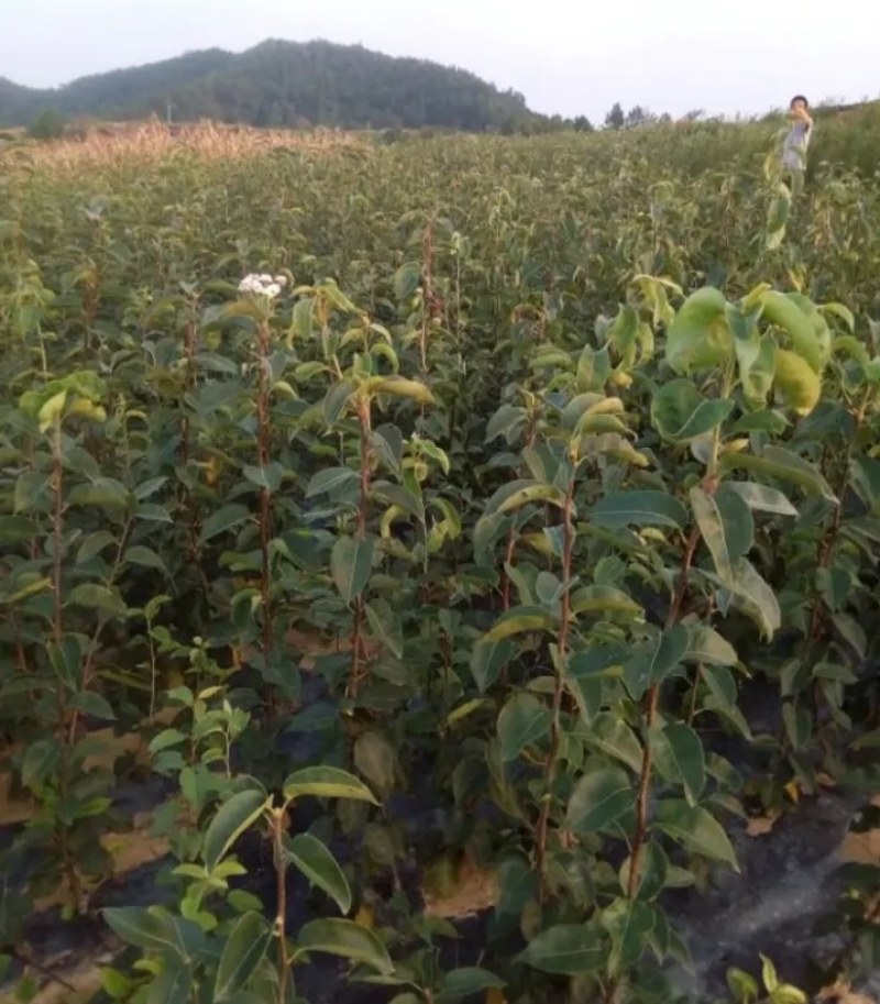 新品种早熟八月红酥梨树苗【速生生长速度结果快】