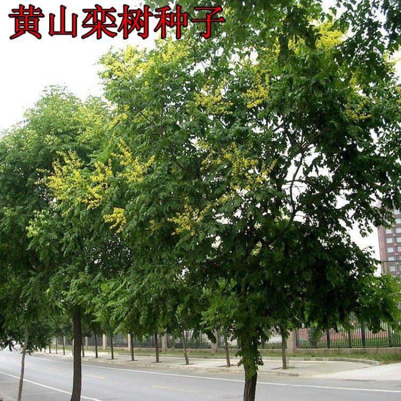 林木种子新采栾树种子南栾北栾黄山栾种子灯笼树种子园林绿化