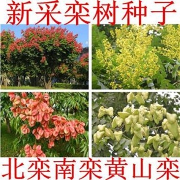 林木种子新采栾树种子南栾北栾黄山栾种子灯笼树种子园林绿化