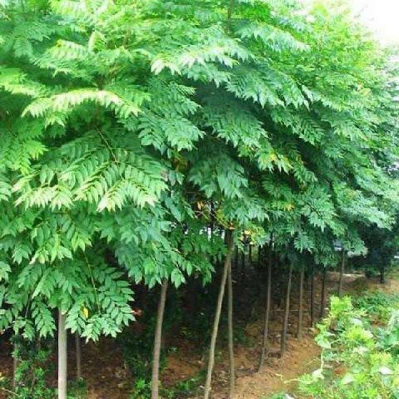 林木种子新采栾树种子南栾北栾黄山栾种子灯笼树种子园林绿化