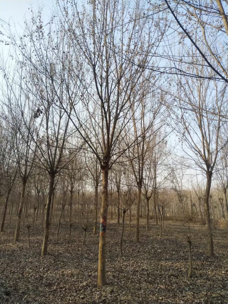 河南省鄢陵县精品三角枫绿化工程树形优美