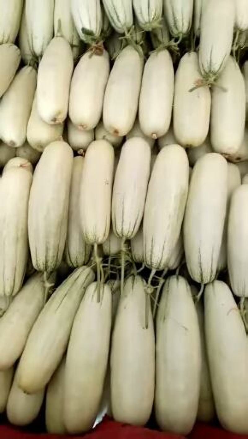 羊角蜜甜瓜苗甜瓜苗嫁接甜瓜苗直根甜瓜苗