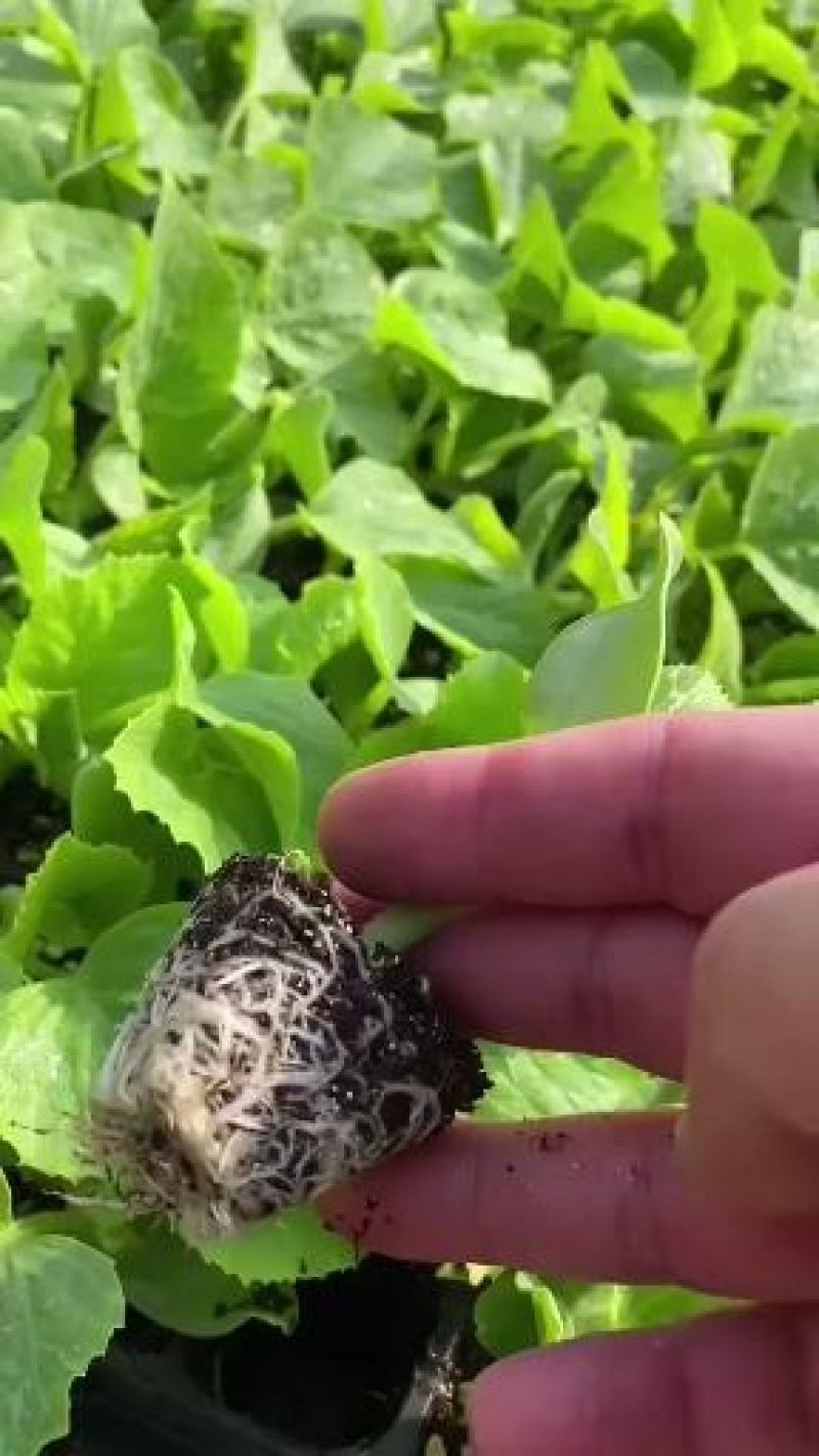 羊角蜜甜瓜苗甜瓜苗嫁接甜瓜苗直根甜瓜苗