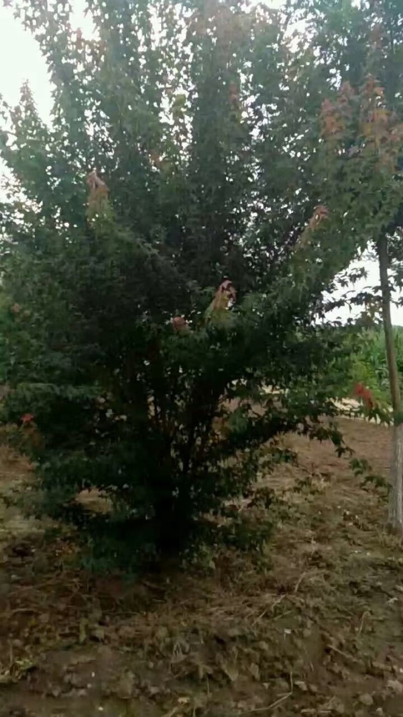 河南省鄢陵县精品丛生三角枫，绿化工程，树形优美