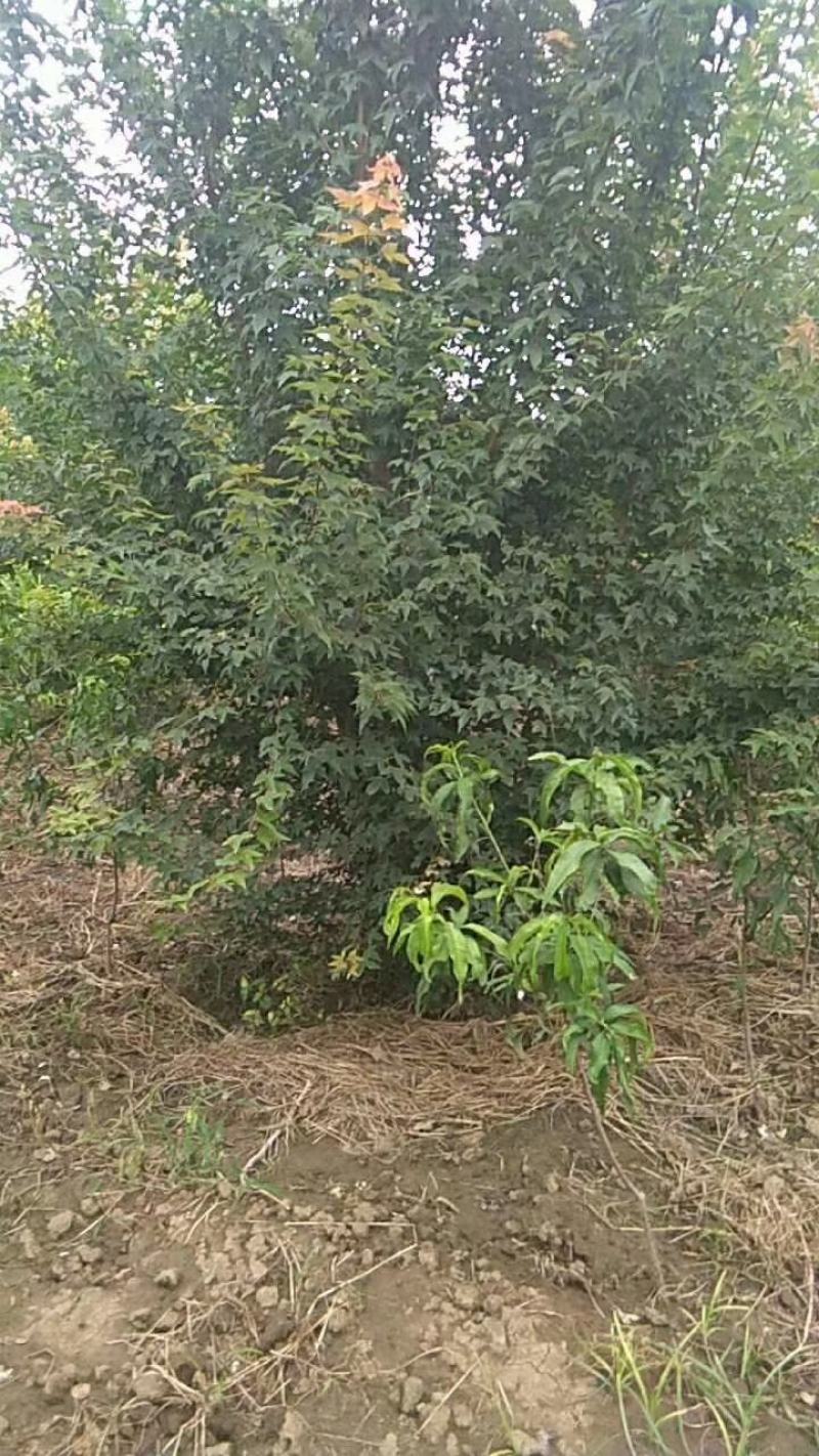 河南省鄢陵县精品丛生三角枫，绿化工程，树形优美