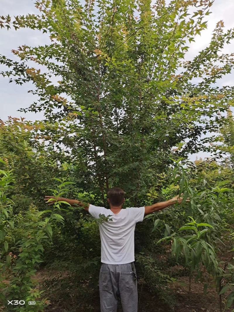 河南省鄢陵县精品丛生三角枫，绿化工程，树形优美