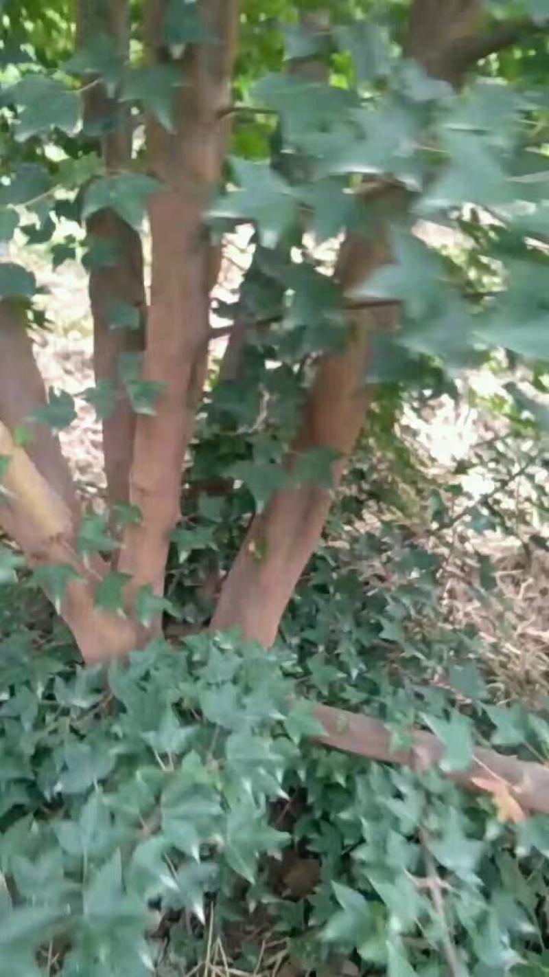 河南省鄢陵县精品丛生三角枫，绿化工程，树形优美