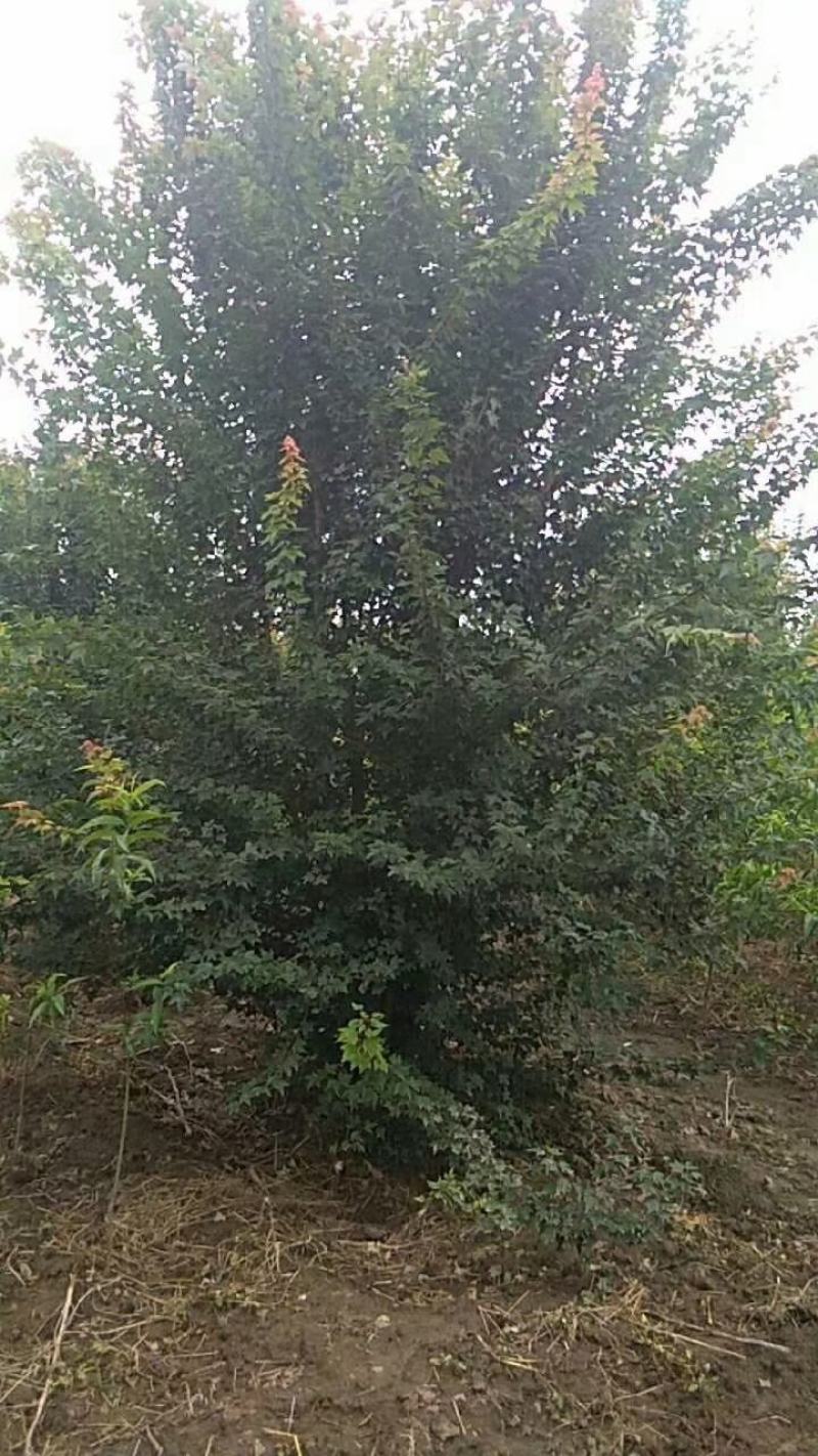河南省鄢陵县精品丛生三角枫，绿化工程，树形优美