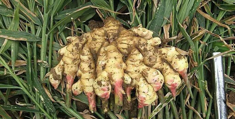 优质山东大黄姜产地批发，货源充足，包质包量，全国发货