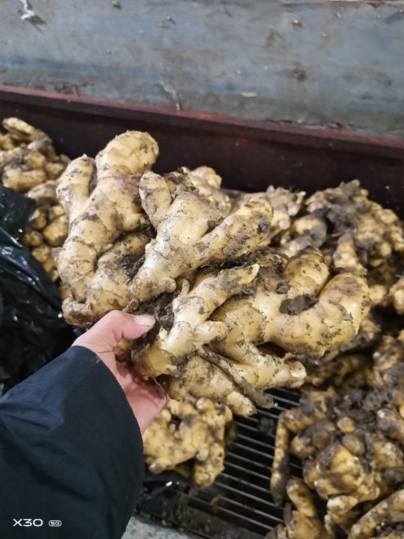 优质山东大黄姜产地批发，货源充足，包质包量，全国发货