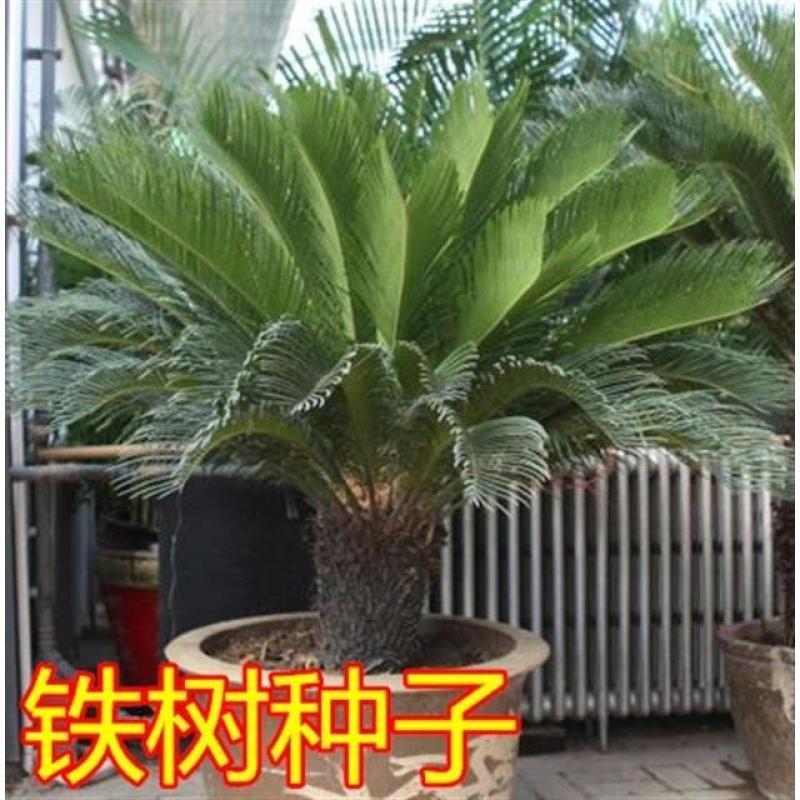 新采收铁树种子-铁树苗种子苏铁种子盆景树种包邮包发芽实