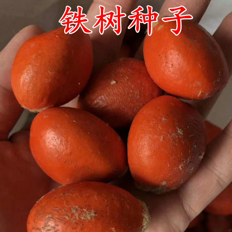新采收铁树种子-铁树苗种子苏铁种子盆景树种包邮包发芽实