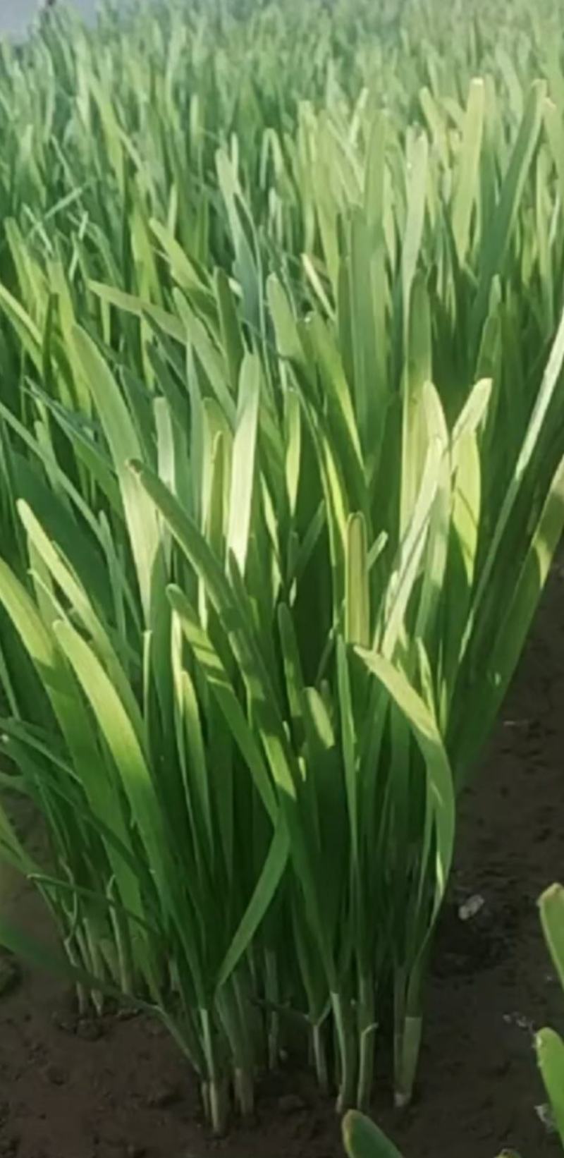 韭菜特适应大棚种抗病抗倒伏生长快颜色黑亮