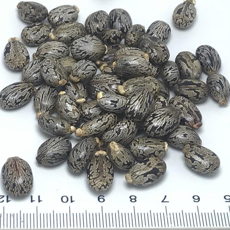 蓖麻子新货野生货批发零售中药材品质保证
