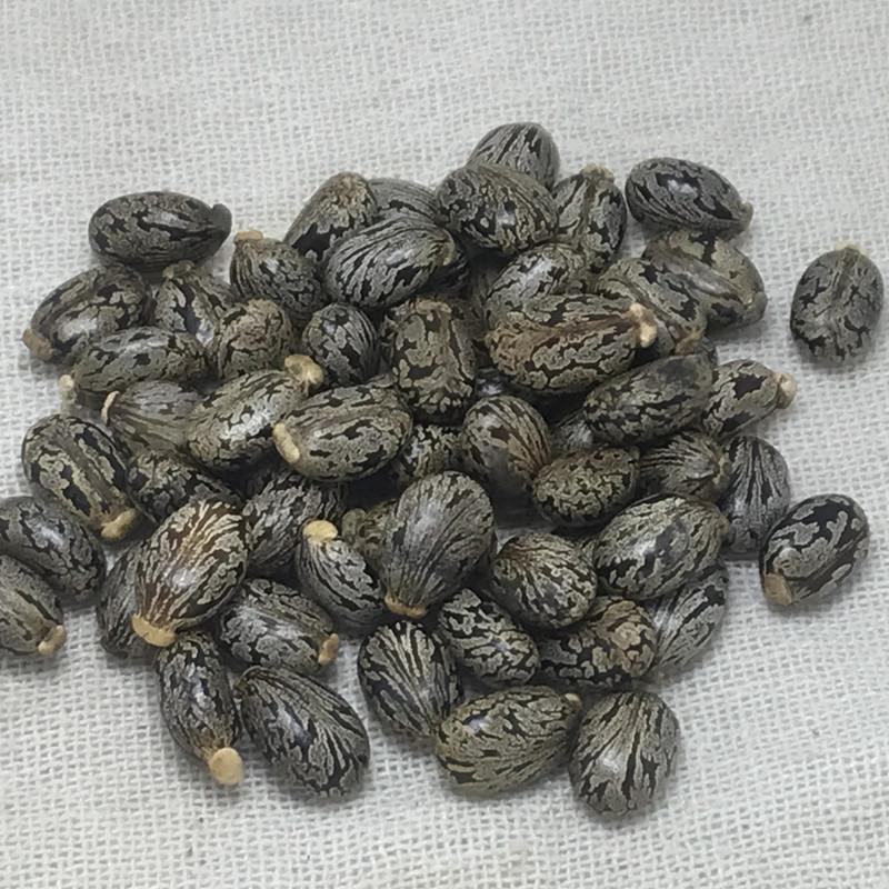 蓖麻子新货野生货批发零售中药材品质保证