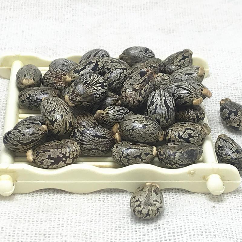 蓖麻子新货野生货批发零售中药材品质保证