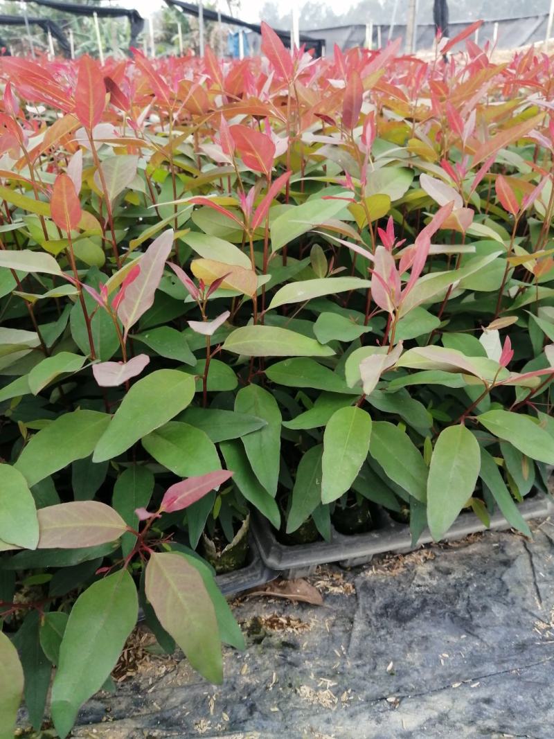 优质DH3229轻基质桉树苗，湛江市丰茂桉树苗场