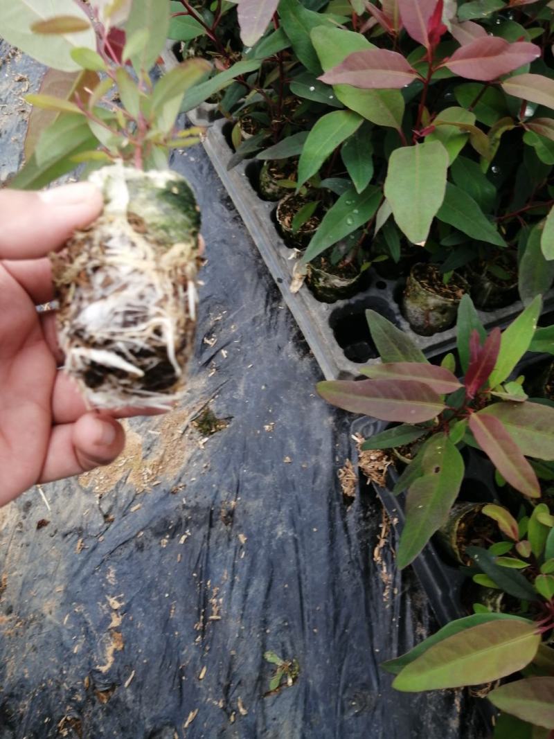 优质DH3229轻基质桉树苗，湛江市丰茂桉树苗场