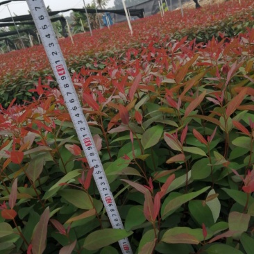 优质DH3229轻基质桉树苗，湛江市丰茂桉树苗场