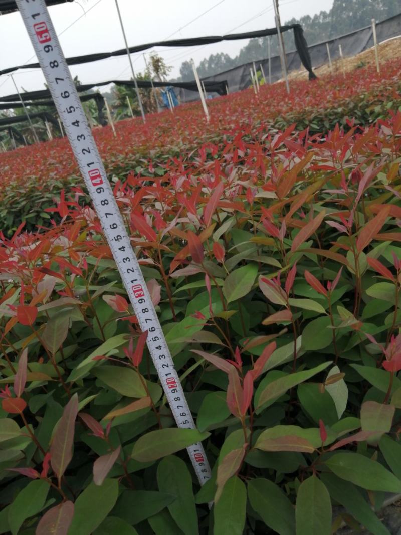 优质DH3229轻基质桉树苗，湛江市丰茂桉树苗场