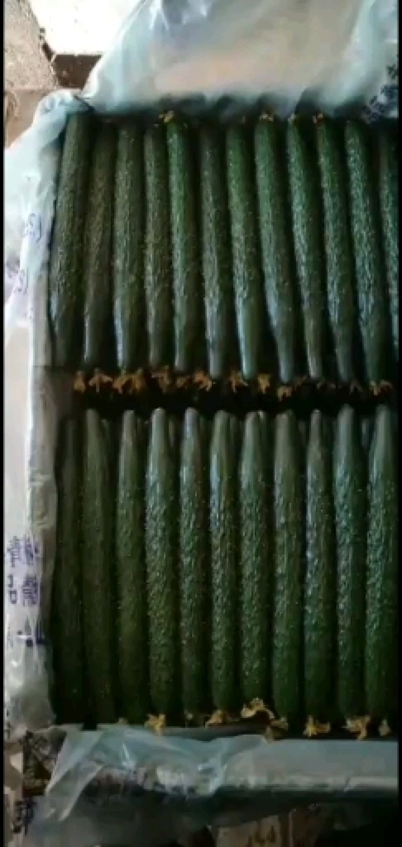 密刺干花绿心黄瓜产地直销