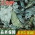 三七叶云南文山三七叶可打粉正品保障大量批发